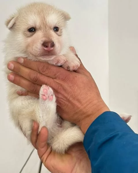 Cuccioli di Siberian Husky | Foto 1