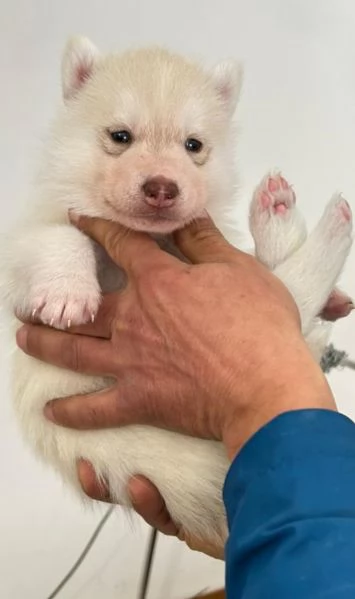 Cuccioli di Siberian Husky | Foto 0