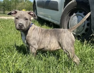 ultimi cuccioli di pitbull blue nose | Foto 0