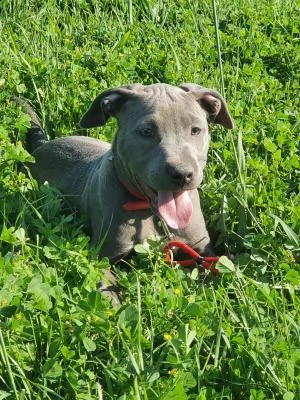 ultimi cuccioli di pitbull blue nose