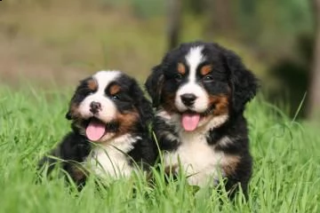 prenotazione cuccioli bovaro del bernese con pedigree
