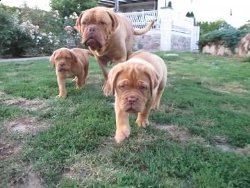 splendidi cuccioli di dogue de bordeaux