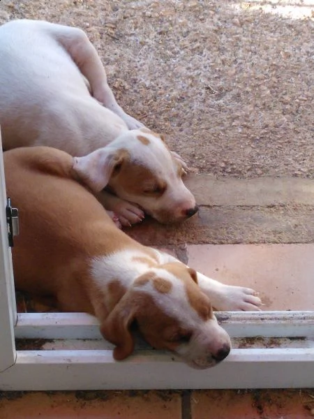 urgentemente! i cuccioli con la madre cercano  una famiglia amorevole | Foto 4