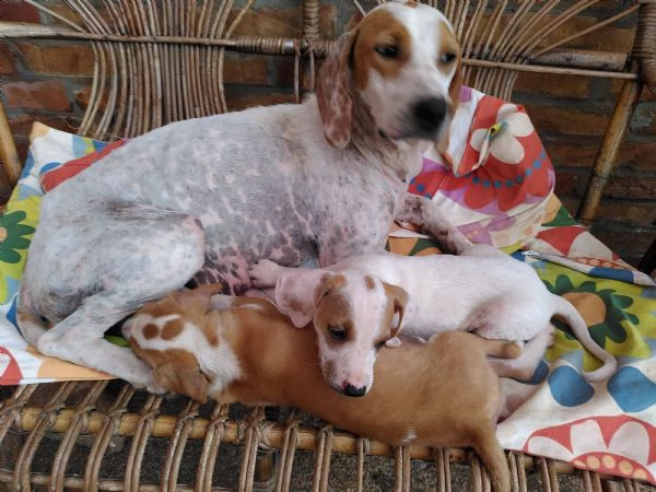 urgentemente! i cuccioli con la madre cercano  una famiglia amorevole | Foto 2