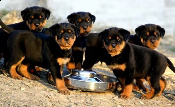 fantastici cuccioli di rottweiler sia maschio che femmina disponibili  | Foto 0