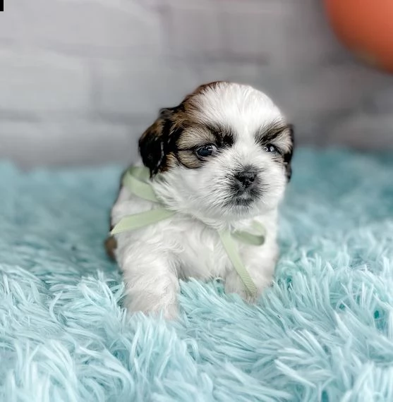  regalo bellissimi cuccioli allevati shih-tzu, colore bianco e nero.