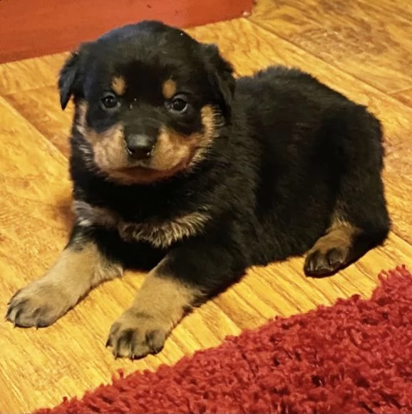 regalo rottweiler  con pedigree 
