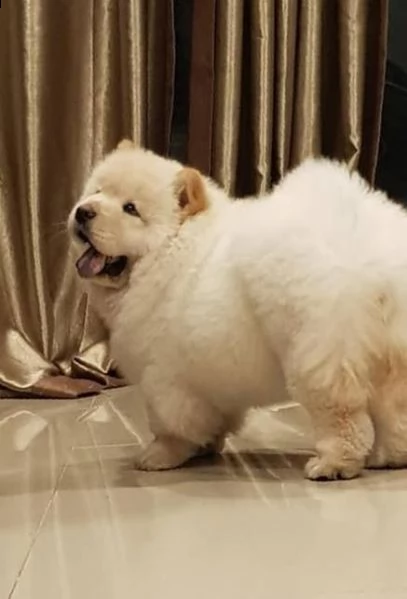 regalo chow chow  cuccioli disponible