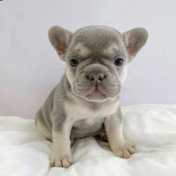 cuccioli di bulldog francese per l'adozione
