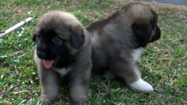 hermosa pastore del caucaso ambos sexos macho y hembra