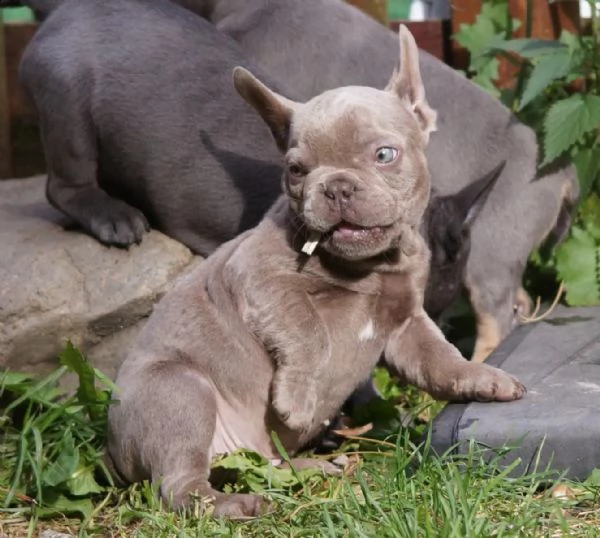 cuccioli di bulldog francese cercano una nuova casa | Foto 0