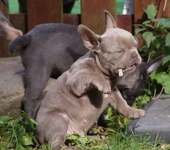 cuccioli di bulldog francese cercano una nuova casa
