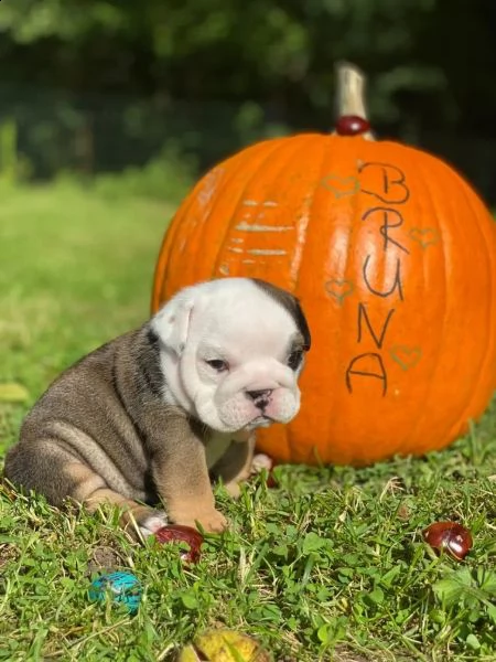 bulldog inglese bulldog inglese di razza con pedigree | Foto 0