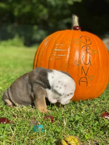 bulldog inglese bulldog inglese di razza con pedigree