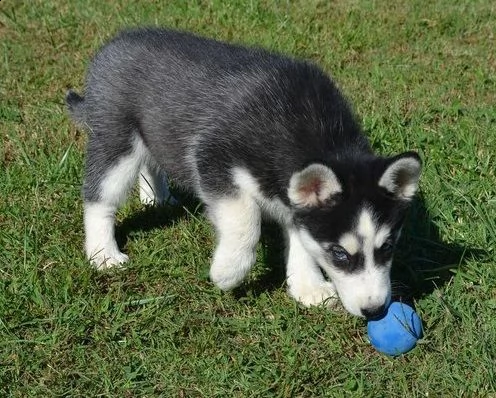 bellissime cucciole di siberian husky | Foto 0