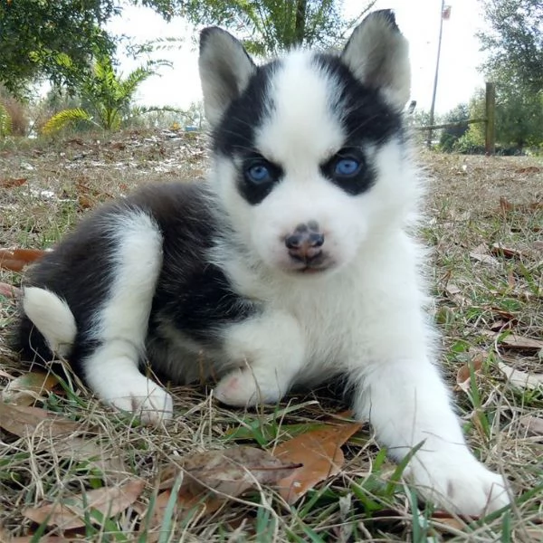 bellissime cucciole di siberian husky