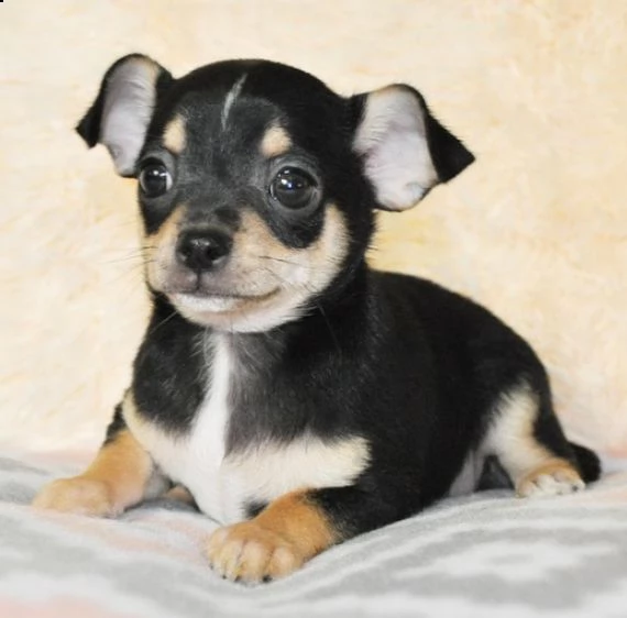 regarlo chihuahua cuccioli bellissima cucciolata cerca nuova famiglia, 4 maschi e 3 femmina, 60 gg, 