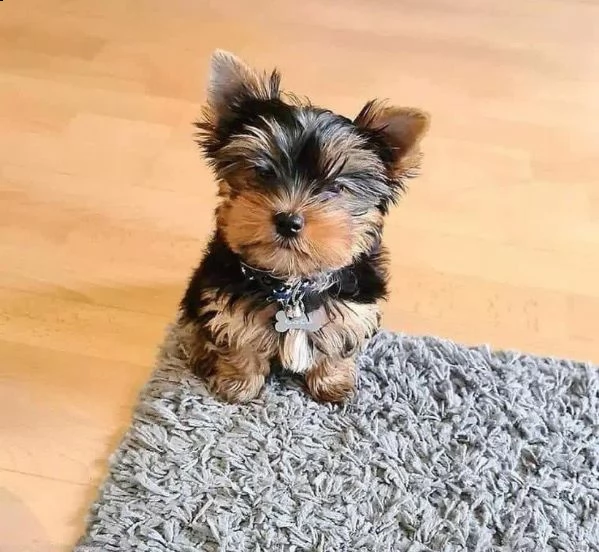vendo cuccioli di yorkies terrier | Foto 0