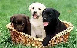 bello labrador , maschio e femmina, in regalo...