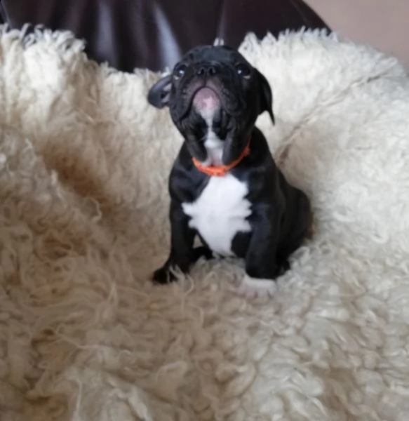 bellissimi cuccioli di bulldog francese  | Foto 1