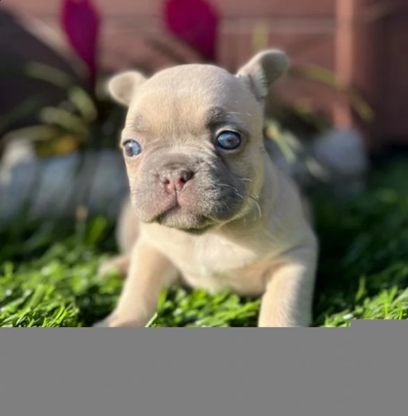 cuccioli di bulldog francese per l'adozione(due)