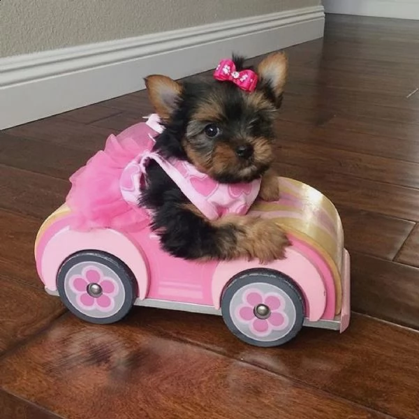 belllissimi cuccioli di yorkshire terrier | Foto 0
