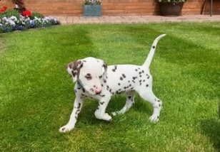 disponibili cuccioli di tre mesi dalmata
