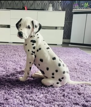 bellissimo cucciolo di dalmata maschio e femmina