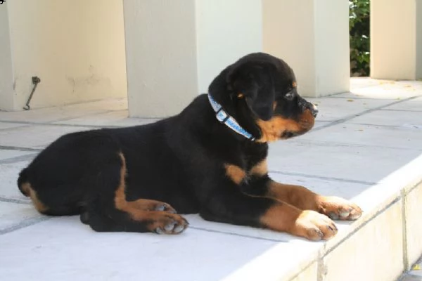 disponibili cuccioli di rottweiler | Foto 0