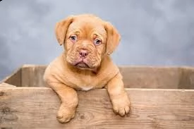 regalo bellissimi maschi e femmine dogue de bordeaux cuccioli abbiamo disponibili cuccioli di dogue 