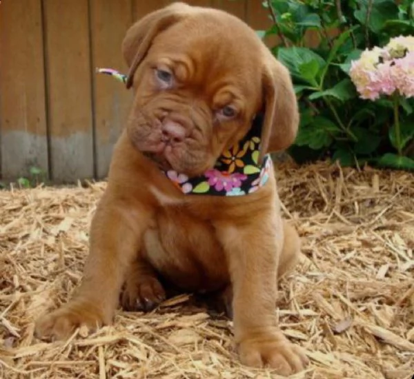 regalo cuccioli di dogue de bordeaux disponibili 5 splendidi cuccioli di dogue de bordeaux 3 maschi