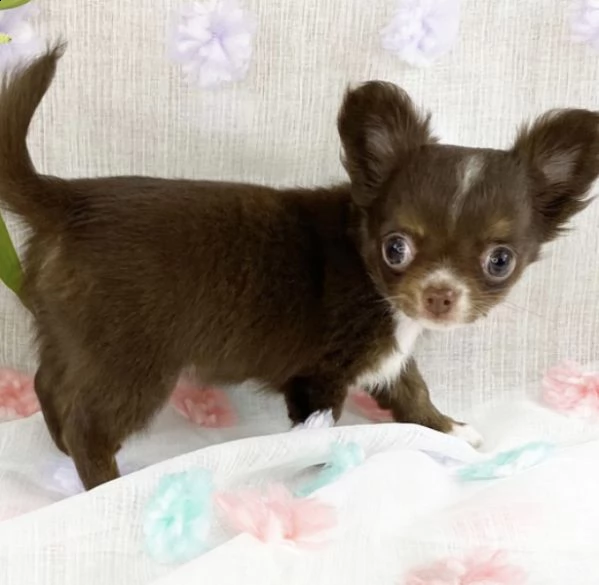 disponibili cuccioli di chihuahua  per adozione