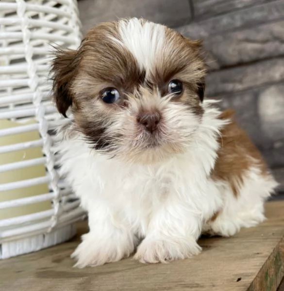 cuccioli di yorkshire  per adozione