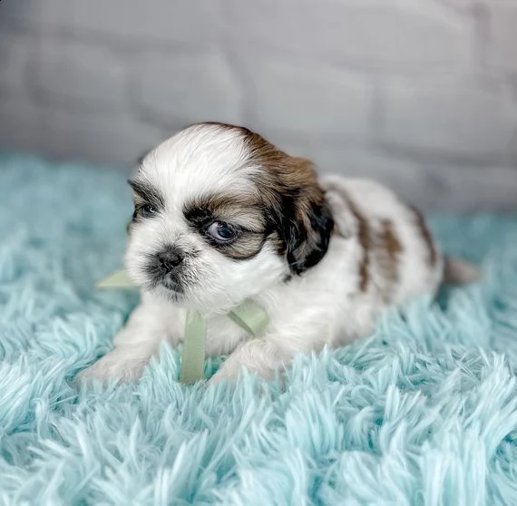 regalo cuccioli shih tzu
