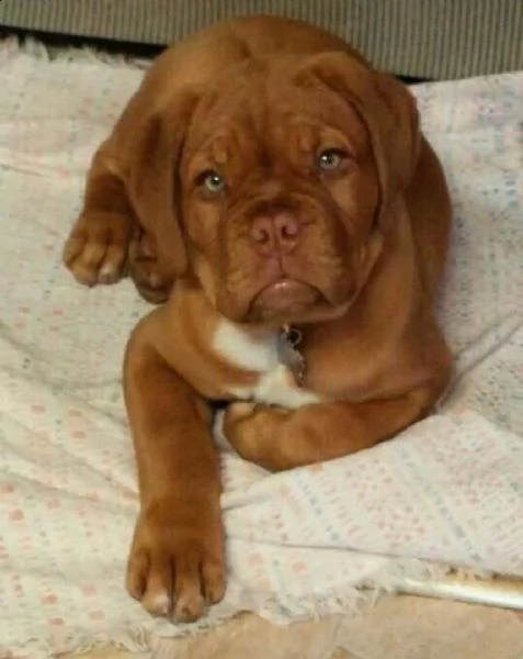  regalo cuccioli labrador bellissimi cuccioli di labrador di prima scelta in pronta consegna microci