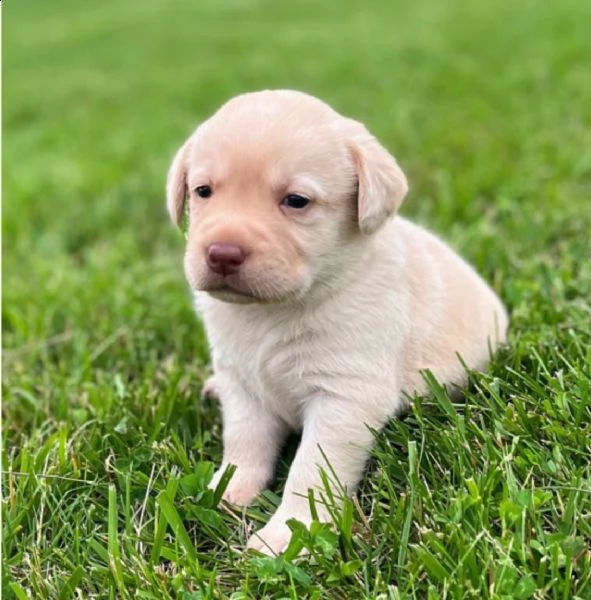 regalo bello labrador  cuccioli maschi e femmine .