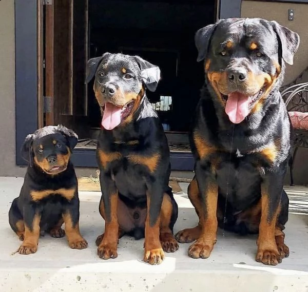 regalo cuccioli di rottweiler 