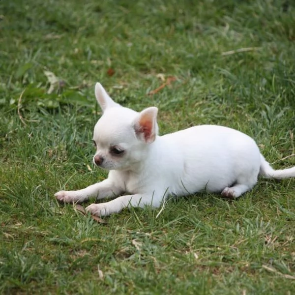 regalo adorabili cuccioli chihuahua  femminucce e maschietti