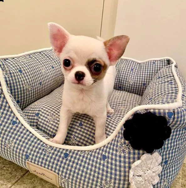 disponibili cuccioli di chihuahua  per adozione