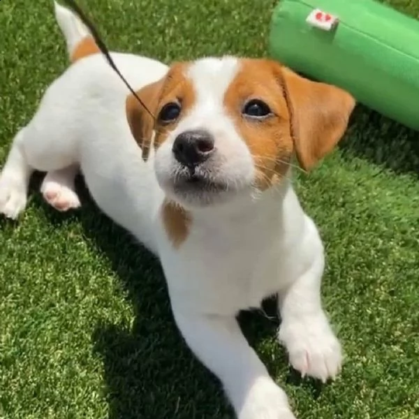 adorabili cuccioli jack russel   femminucce e maschietti disponibili