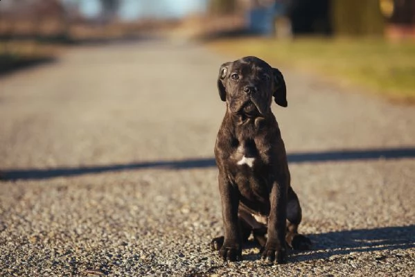 cane corso cuccioli disponibili | Foto 2