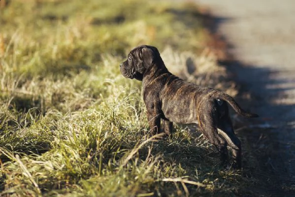 cane corso cuccioli disponibili | Foto 1