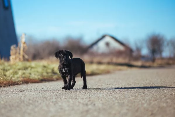 cane corso cuccioli disponibili