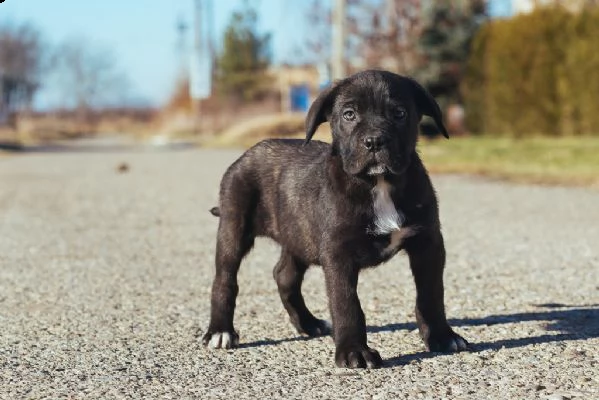 cane corso cuccioli disponibili | Foto 0