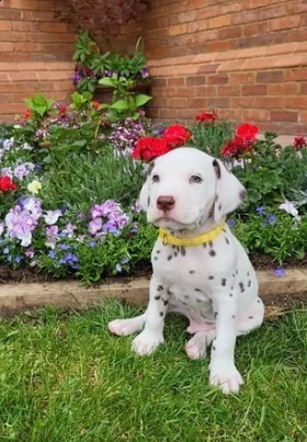 cuccioli dalmata estremamente affettuosi
