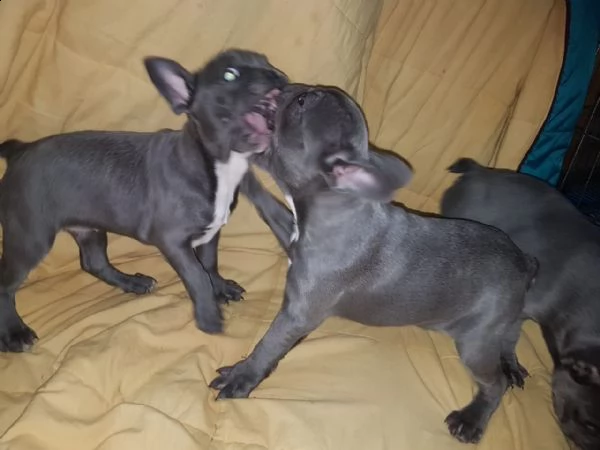 splendidi cuccioli bulldog francese in vendita | Foto 2