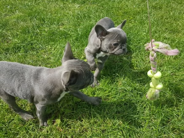 splendidi cuccioli bulldog francese in vendita | Foto 1