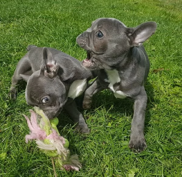 splendidi cuccioli bulldog francese in vendita