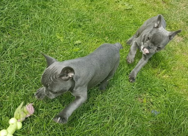 fantastico bulldog francese, maschio e femmina | Foto 0