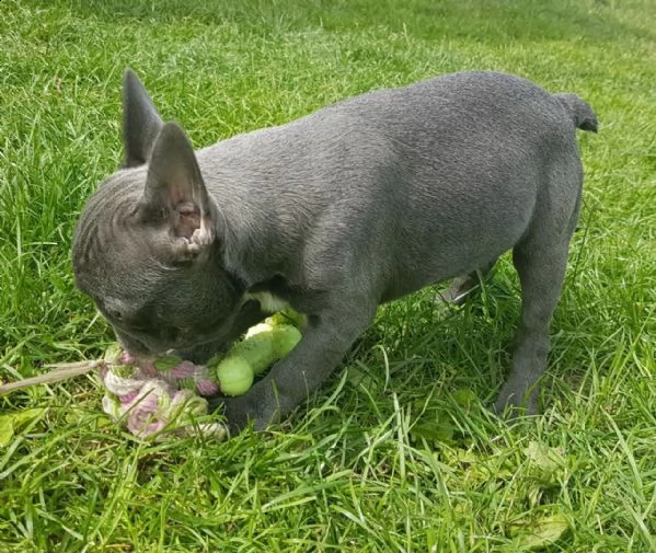 fantastica femmina bulldog francese cucciola | Foto 2